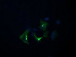 Invitrogen DIXDC1 Monoclonal Antibody (OTI6B6) 100 &mu;L; Unconjugated:Antibodies,