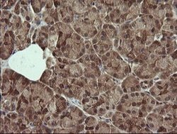 Invitrogen DIXDC1 Monoclonal Antibody (OTI6B6) 100 &mu;L; Unconjugated:Antibodies,