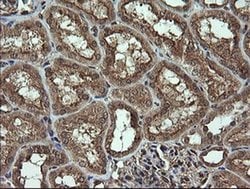 Invitrogen DIXDC1 Monoclonal Antibody (OTI6B6) 100 &mu;L; Unconjugated:Antibodies,