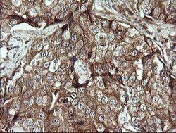 Invitrogen DIXDC1 Monoclonal Antibody (OTI6B6) 100 &mu;L; Unconjugated:Antibodies,