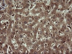 Invitrogen DIXDC1 Monoclonal Antibody (OTI6B6) 100 &mu;L; Unconjugated:Antibodies,