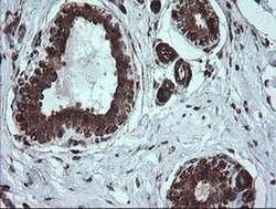 Invitrogen DIXDC1 Monoclonal Antibody (OTI6B6) 100 &mu;L; Unconjugated:Antibodies,