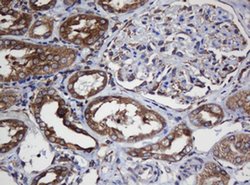 Invitrogen TAPBPL Monoclonal Antibody (OTI5D7) 100 &mu;L; Unconjugated:Antibodies,