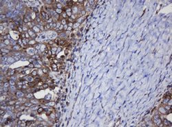 Invitrogen TAPBPL Monoclonal Antibody (OTI5D7) 100 &mu;L; Unconjugated:Antibodies,