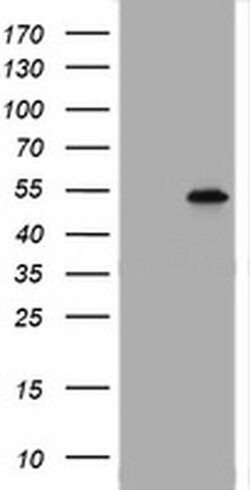 Invitrogen TAPBPL Monoclonal Antibody (OTI5D7) 100 &mu;L; Unconjugated:Antibodies,