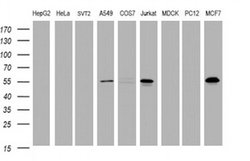 Invitrogen TAPBPL Monoclonal Antibody (OTI5D7) 100 &mu;L; Unconjugated:Antibodies,
