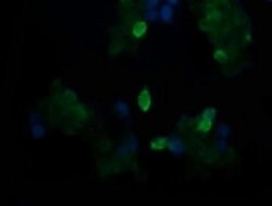 Invitrogen TAPBPL Monoclonal Antibody (OTI2A4) 100 &mu;L; Unconjugated:Antibodies,