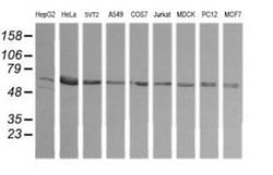 Invitrogen TAPBPL Monoclonal Antibody (OTI2A4) 100 &mu;L; Unconjugated:Antibodies,
