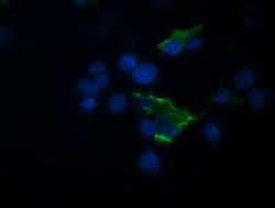 Invitrogen TRIM44 Monoclonal Antibody (OTI1E10) 100 &mu;L; Unconjugated:Antibodies,
