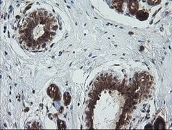 Invitrogen TRIM44 Monoclonal Antibody (OTI1E10) 100 &mu;L; Unconjugated:Antibodies,