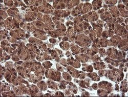 Invitrogen TRIM44 Monoclonal Antibody (OTI1E10) 100 &mu;L; Unconjugated:Antibodies,