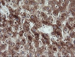 Invitrogen TRIM44 Monoclonal Antibody (OTI1E10) 100 &mu;L; Unconjugated:Antibodies,