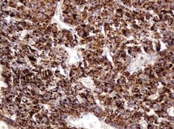 Invitrogen ITFG3 Monoclonal Antibody (OTI3B3) 100 &mu;L; Unconjugated:Antibodies,