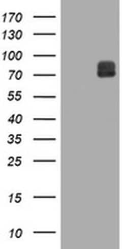 Invitrogen ITFG3 Monoclonal Antibody (OTI3B3) 100 &mu;L; Unconjugated:Antibodies,