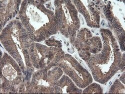 Invitrogen TRAPPC4 Monoclonal Antibody (OTI2E1) 100 &mu;L; Unconjugated:Antibodies,