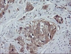 Invitrogen TRAPPC4 Monoclonal Antibody (OTI2E1) 100 &mu;L; Unconjugated:Antibodies,