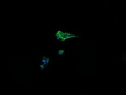 Invitrogen Alpha A Crystallin Monoclonal Antibody (OTI3B12) 100 &mu;L;