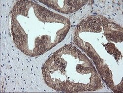 Invitrogen Alpha A Crystallin Monoclonal Antibody (OTI3B12) 100 &mu;L;