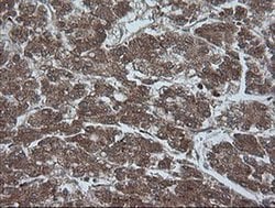 Invitrogen Alpha A Crystallin Monoclonal Antibody (OTI3B12) 100 &mu;L;
