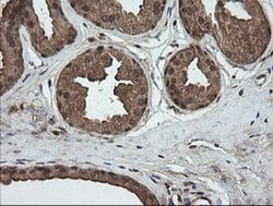 Invitrogen Alpha A Crystallin Monoclonal Antibody (OTI3B12) 100 &mu;L;