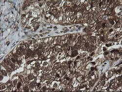 Invitrogen Alpha A Crystallin Monoclonal Antibody (OTI3B12) 100 &mu;L;