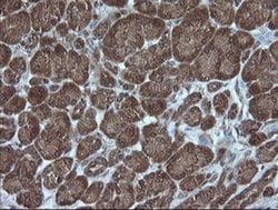 Invitrogen Alpha A Crystallin Monoclonal Antibody (OTI3B12) 100 &mu;L;