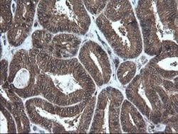 Invitrogen Alpha A Crystallin Monoclonal Antibody (OTI3B12) 100 &mu;L;