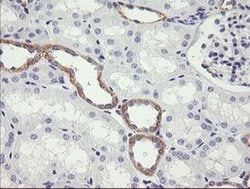 Invitrogen NR1 Monoclonal Antibody (OTI2G4) 100 &mu;L; Unconjugated:Antibodies,