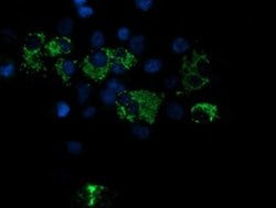Invitrogen ROMO1 Monoclonal Antibody (OTI2C12) 100 &mu;L; Unconjugated:Antibodies,