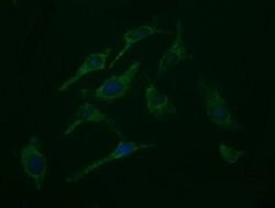Invitrogen ROMO1 Monoclonal Antibody (OTI2C12) 100 &mu;L; Unconjugated:Antibodies,