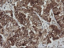 Invitrogen ROMO1 Monoclonal Antibody (OTI2C12) 100 &mu;L; Unconjugated:Antibodies,