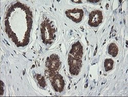 Invitrogen ROMO1 Monoclonal Antibody (OTI2C12) 100 &mu;L; Unconjugated:Antibodies,
