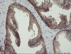 Invitrogen ROMO1 Monoclonal Antibody (OTI2C12) 100 &mu;L; Unconjugated:Antibodies,