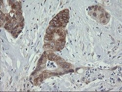 Invitrogen ROMO1 Monoclonal Antibody (OTI2C12) 100 &mu;L; Unconjugated:Antibodies,