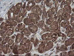 Invitrogen ROMO1 Monoclonal Antibody (OTI2C12) 100 &mu;L; Unconjugated:Antibodies,