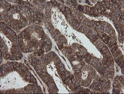 Invitrogen ROMO1 Monoclonal Antibody (OTI2C12) 100 &mu;L; Unconjugated:Antibodies,