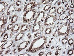 Invitrogen ROMO1 Monoclonal Antibody (OTI2C12) 100 &mu;L; Unconjugated:Antibodies,