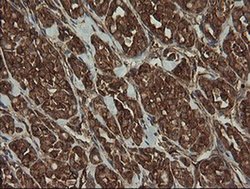 Invitrogen ROMO1 Monoclonal Antibody (OTI2C12) 100 &mu;L; Unconjugated:Antibodies,