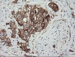 Invitrogen ROMO1 Monoclonal Antibody (OTI2C12) 100 &mu;L; Unconjugated:Antibodies,