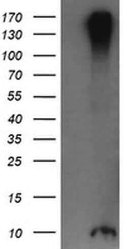 Invitrogen ROMO1 Monoclonal Antibody (OTI2C12) 100 &mu;L; Unconjugated:Antibodies,
