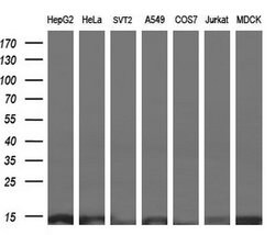 Invitrogen ROMO1 Monoclonal Antibody (OTI2C12) 100 &mu;L; Unconjugated:Antibodies,