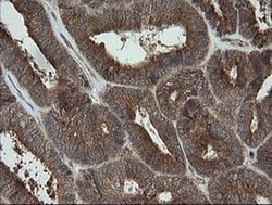 Invitrogen TRAPPC4 Monoclonal Antibody (OTI2G8) 100 &mu;L; Unconjugated:Antibodies,