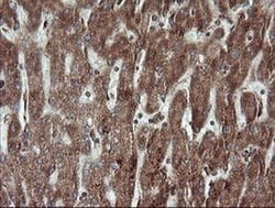 Invitrogen TRAPPC4 Monoclonal Antibody (OTI2G8) 100 &mu;L; Unconjugated:Antibodies,