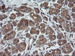 Invitrogen TRAPPC4 Monoclonal Antibody (OTI2G8) 100 &mu;L; Unconjugated:Antibodies,
