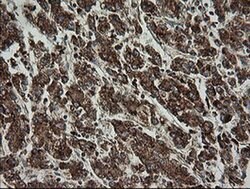 Invitrogen TRAPPC4 Monoclonal Antibody (OTI2G8) 100 &mu;L; Unconjugated:Antibodies,