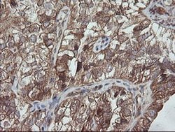 Invitrogen TRAPPC4 Monoclonal Antibody (OTI2G8) 100 &mu;L; Unconjugated:Antibodies,