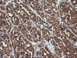 Invitrogen TRAPPC4 Monoclonal Antibody (OTI2G8) 100 &mu;L; Unconjugated:Antibodies,