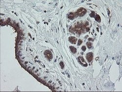 Invitrogen TRAPPC4 Monoclonal Antibody (OTI2G8) 100 &mu;L; Unconjugated:Antibodies,