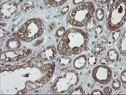 Invitrogen TRAPPC4 Monoclonal Antibody (OTI2G8) 100 &mu;L; Unconjugated:Antibodies,