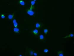 Invitrogen TRAPPC4 Monoclonal Antibody (OTI4C3) 100 &mu;L; Unconjugated:Antibodies,